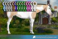 Horse Color:Gray Amber Cream Champagne Roan Splash Tobiano