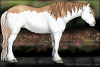 Horse Color:Gold Champagne Splash