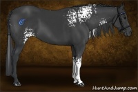 Horse Color:White Spotted Black 