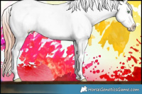 Horse Color:Amber Champagne Dun Appaloosa