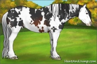 Horse Color:White Spotted Brown Splash 