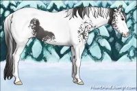Horse Color:White Spotted Smoky Black Tobiano 