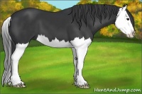 Horse Color:Black Splash