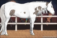 Horse Color:White Spotted Silver Black Splash Tobiano 
