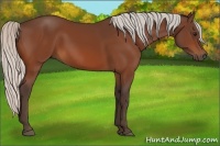 Horse Color:Silver Bay 