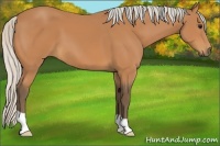 Horse Color:Silver Bay 