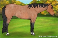 Horse Color:Bay Roan 