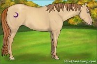 Horse Color:Gold Champagne Dun