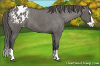 Horse Color:Grullo Splash Appaloosa 