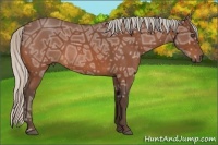 Horse Color:Silver Bay Ice Roan 