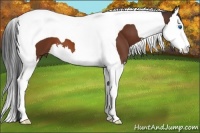 Horse Color:Bay Splash Tobiano