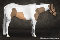 Horse Color:Buckskin Tobiano