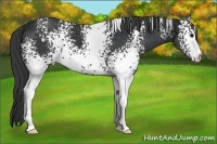 Horse Color:White Spotted Black 