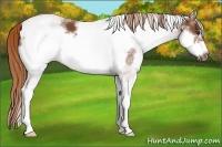 Horse Color:White Spotted Chestnut Frame 