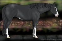 Horse Color:Black Sabino 