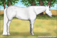 Horse Color:Silver Perlino Roan Dun Splash Appaloosa 