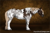 Horse Color:White Spotted Liver Chestnut Ice 
