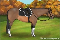 Horse Color:Buckskin Tobiano 