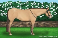 Horse Color:Amber Champagne