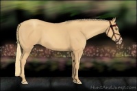 Horse Color:Gold Champagne 