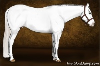 Horse Color:Palomino Dun Appaloosa 
