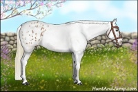 Horse Color:Chestnut Splash Appaloosa 