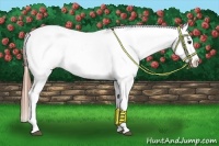 Horse Color:Chestnut Splash Appaloosa 