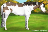 Horse Color:White Spotted Buckskin Splash Frame 
