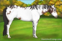 Horse Color:White Spotted Bay Frame Appaloosa
