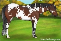 Horse Color:White Spotted Bay Frame