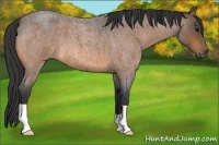 Horse Color:Buckskin Roan 
