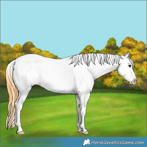 Horse Color:White Spotted Buckskin Frame Appaloosa 