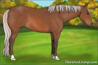 Horse Color:Silver Bay 