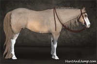 Horse Color:Buckskin Sabino Appaloosa
