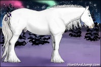 Horse Color:Cremello Ice Splash Appaloosa 