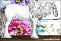 Horse Color:Brown Appaloosa Rabicano 