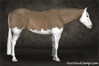 Horse Color:Chocolate Palomino Splash 