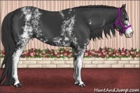 Horse Color:White Spotted Black 