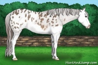 Horse Color:Brown Dun Sabino Splash Appaloosa Rabicano 