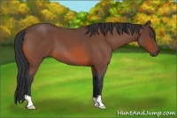Horse Color:Bay Roan