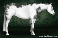 Horse Color:White Spotted Black Splash Frame 