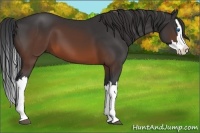 Horse Color:Brown Splash