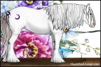 Horse Color:Buckskin Splash Appaloosa 