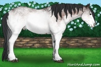 Horse Color:White Spotted Bay 