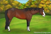 Horse Color:Bay Splash 