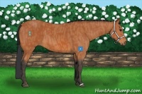 Horse Color:Bay  Brindle