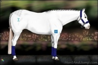 Horse Color:Chestnut Appaloosa