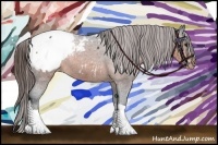 Horse Color:Brown Appaloosa 