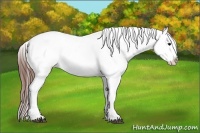 Horse Color:Brown Appaloosa 