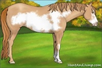 Horse Color:Gold Champagne Frame 